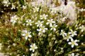 Arenaria grandiflora